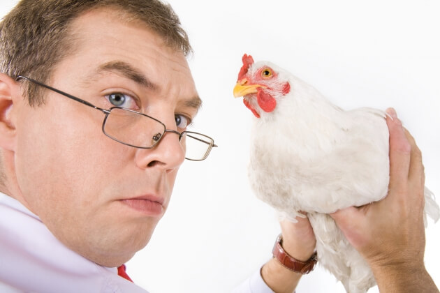 KFC выступил за более гуманное отношение к курам
